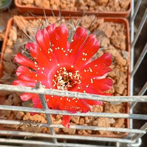 Lobivia lateritia R 78