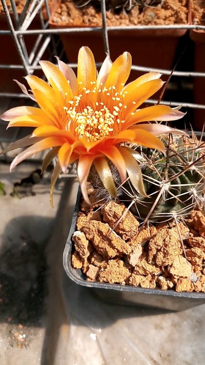 Lobivia pugionacantha DJF 449 - Зображення 3