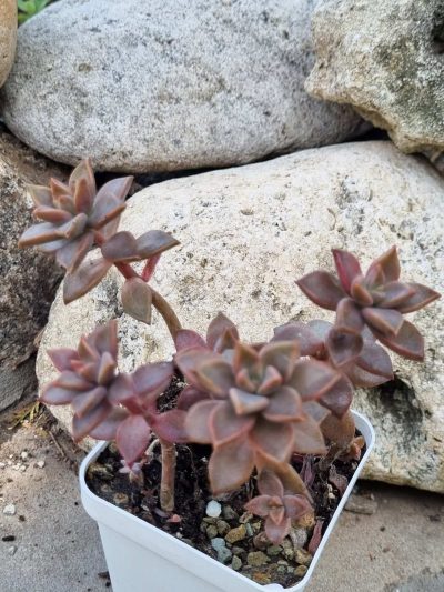 Graptosedum Bronze - Зображення 2