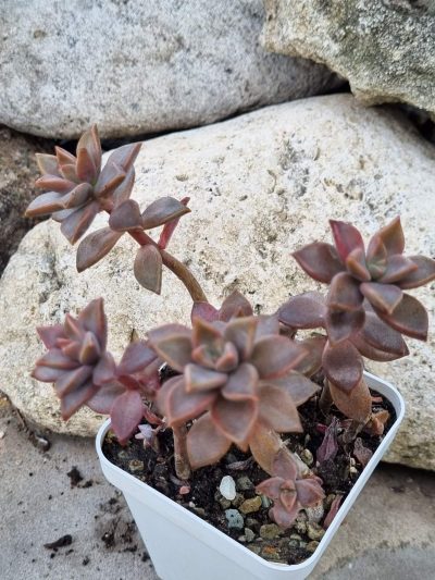 Graptosedum Bronze
