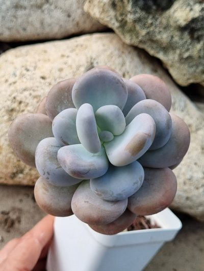 Pachyphytum Oviferum - Зображення 4