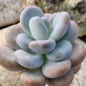 Pachyphytum Oviferum