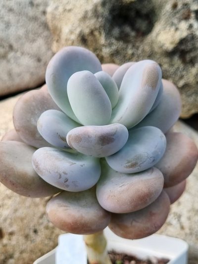Pachyphytum Oviferum
