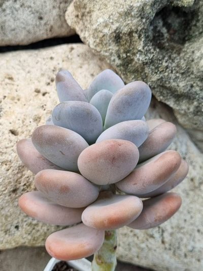 Pachyphytum Oviferum - Зображення 2