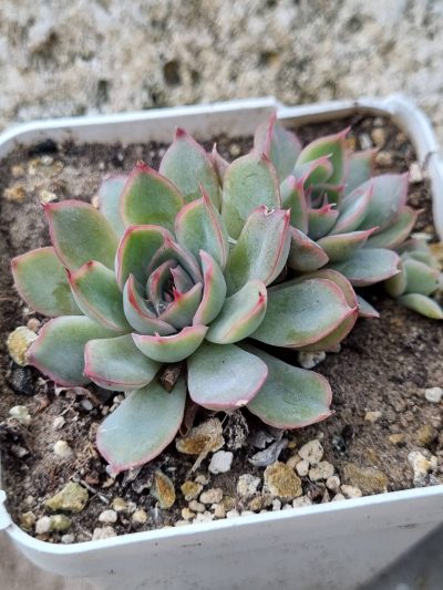 Echeveria Western Blue cristata - Зображення 2