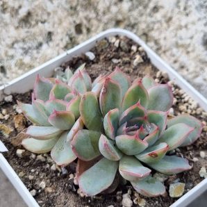 Echeveria Western Blue cristata