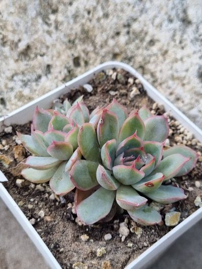 Echeveria Western Blue cristata