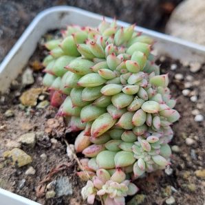 Echeveria Red King cristata Korean