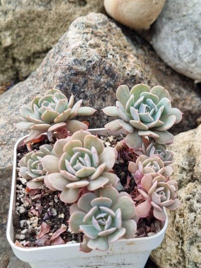 Echeveria Pinwheel Revolution f - Зображення 2