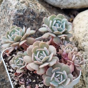 Echeveria Pinwheel Revolution f