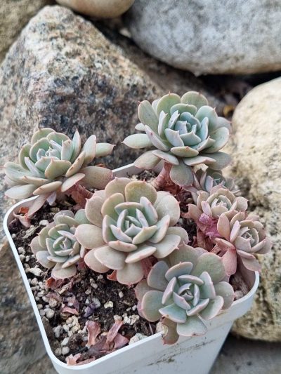 Echeveria Pinwheel Revolution f