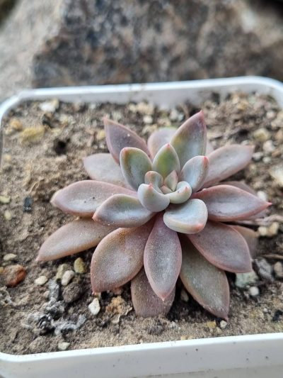 Echeveria Sugar Jelly - Зображення 2