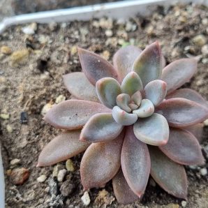 Echeveria Sugar Jelly