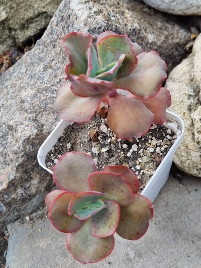 Echeveria Can Can - Зображення 2