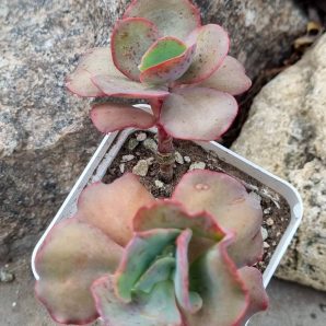 Echeveria Can Can