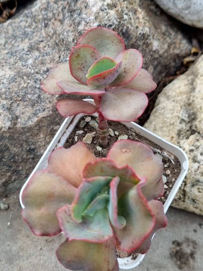 Echeveria Can Can