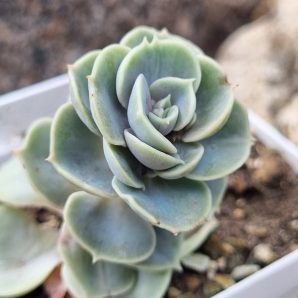 Echeveria Blue Surprise