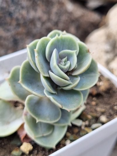 Echeveria Blue Surprise