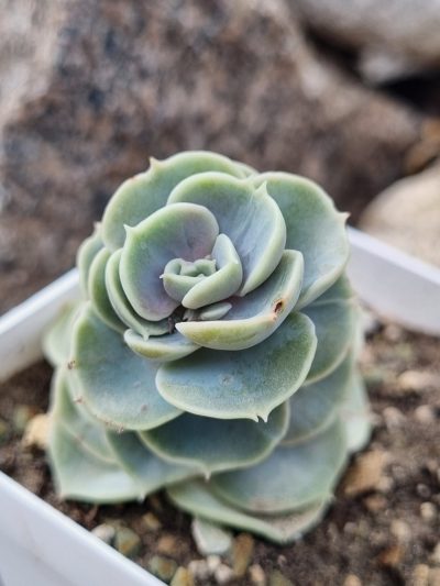 Echeveria Blue Surprise - Зображення 2