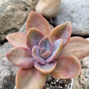 Echeveria Fred Ives