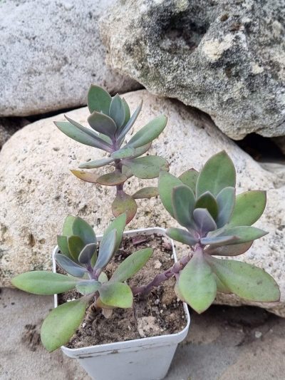Senecio Fulgens - Зображення 2