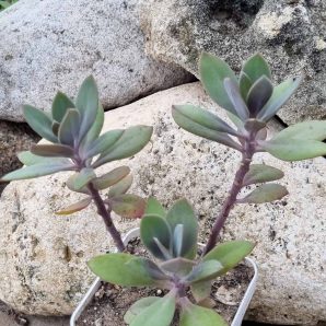 Senecio Fulgens