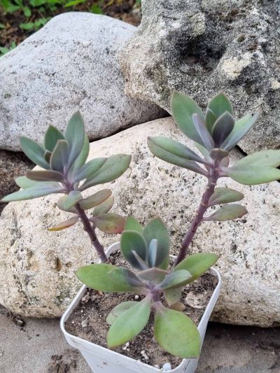 Senecio Fulgens