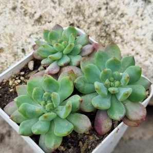 Echeveria Blue Elf