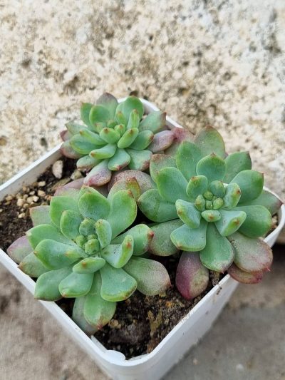 Echeveria Blue Elf
