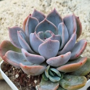 Echeveria Latte Rose