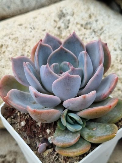 Echeveria Latte Rose