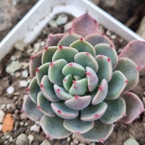 Echeveria Mana mini Hook