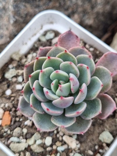 Echeveria Mana mini Hook