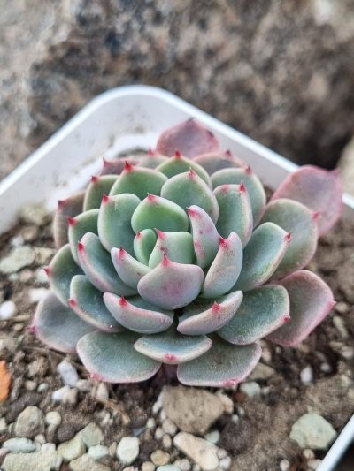 Echeveria Mana mini Hook - Зображення 2