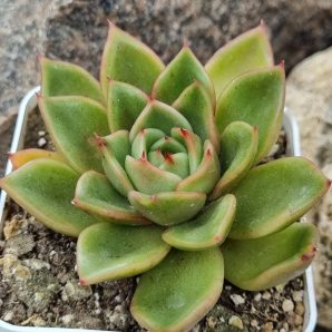 Echeveria agavoides Mira