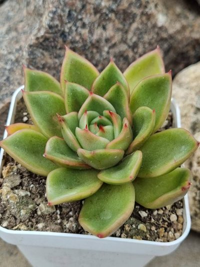 Echeveria agavoides Mira