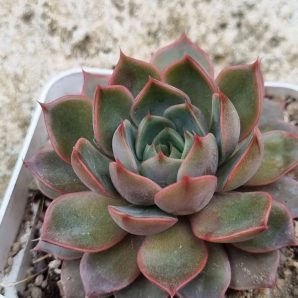 Echeveria Dark Ice