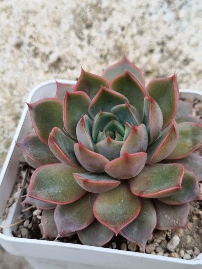 Echeveria Dark Ice