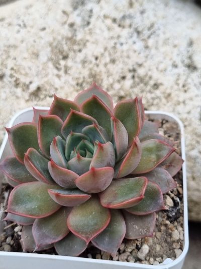 Echeveria Dark Ice - Зображення 2