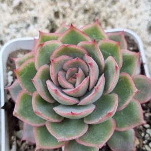 Echeveria Egger rose
