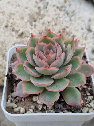 Echeveria Egger rose - Зображення 2