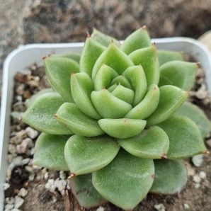 Echeveria Gilva