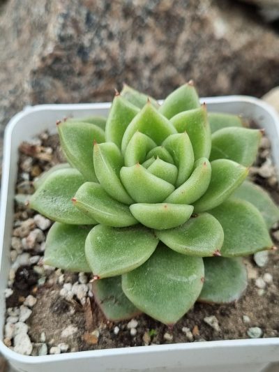 Echeveria Gilva