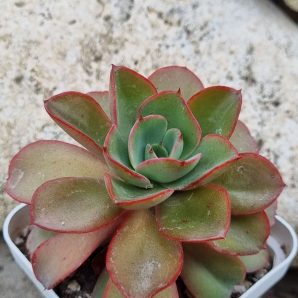 Echeveria Silk Veil