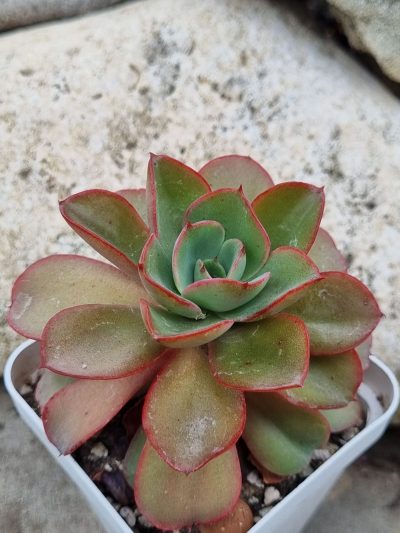 Echeveria Silk Veil