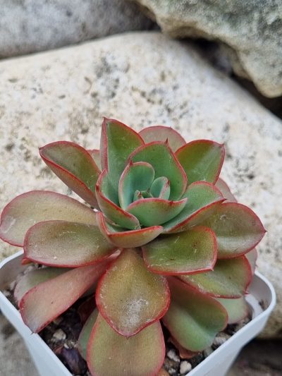 Echeveria Silk Veil - Зображення 2