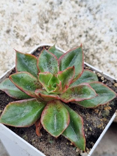 Echeveria Seiten Botan - Зображення 2