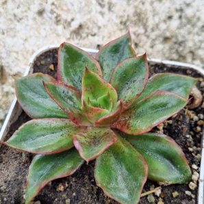 Echeveria Seiten Botan
