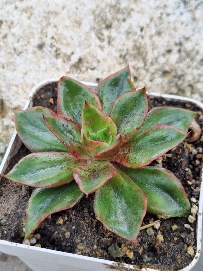 Echeveria Seiten Botan