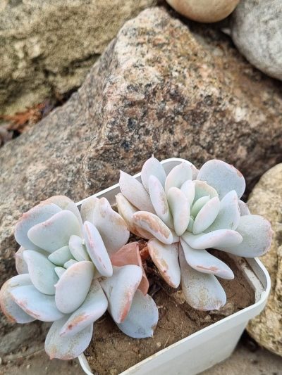 Echeveria Exotica - Зображення 3